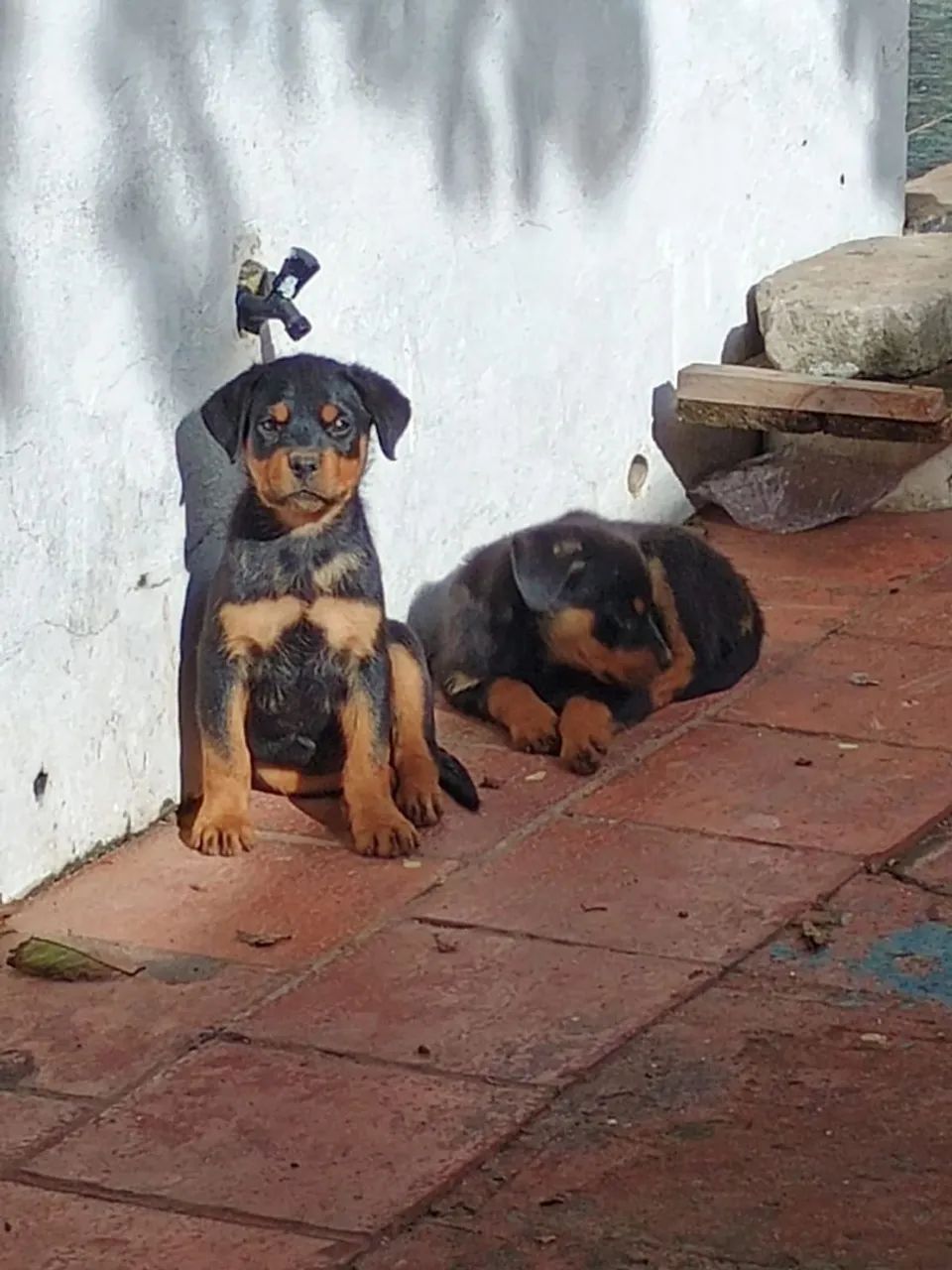 Dois filhotes de Rottweiler femia - Foto 3