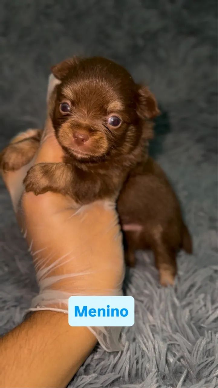 Filhote de Chihuahua  - Foto 4