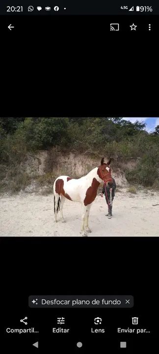 Égua pampa de castanha 6 anos - Foto 4