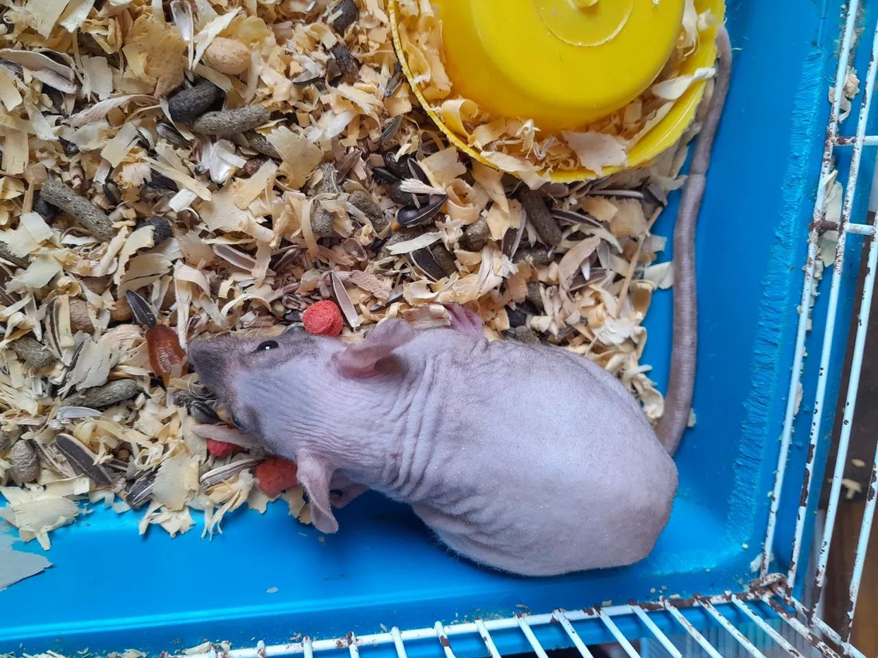 Twister e camundongos heirlles  - Foto 2