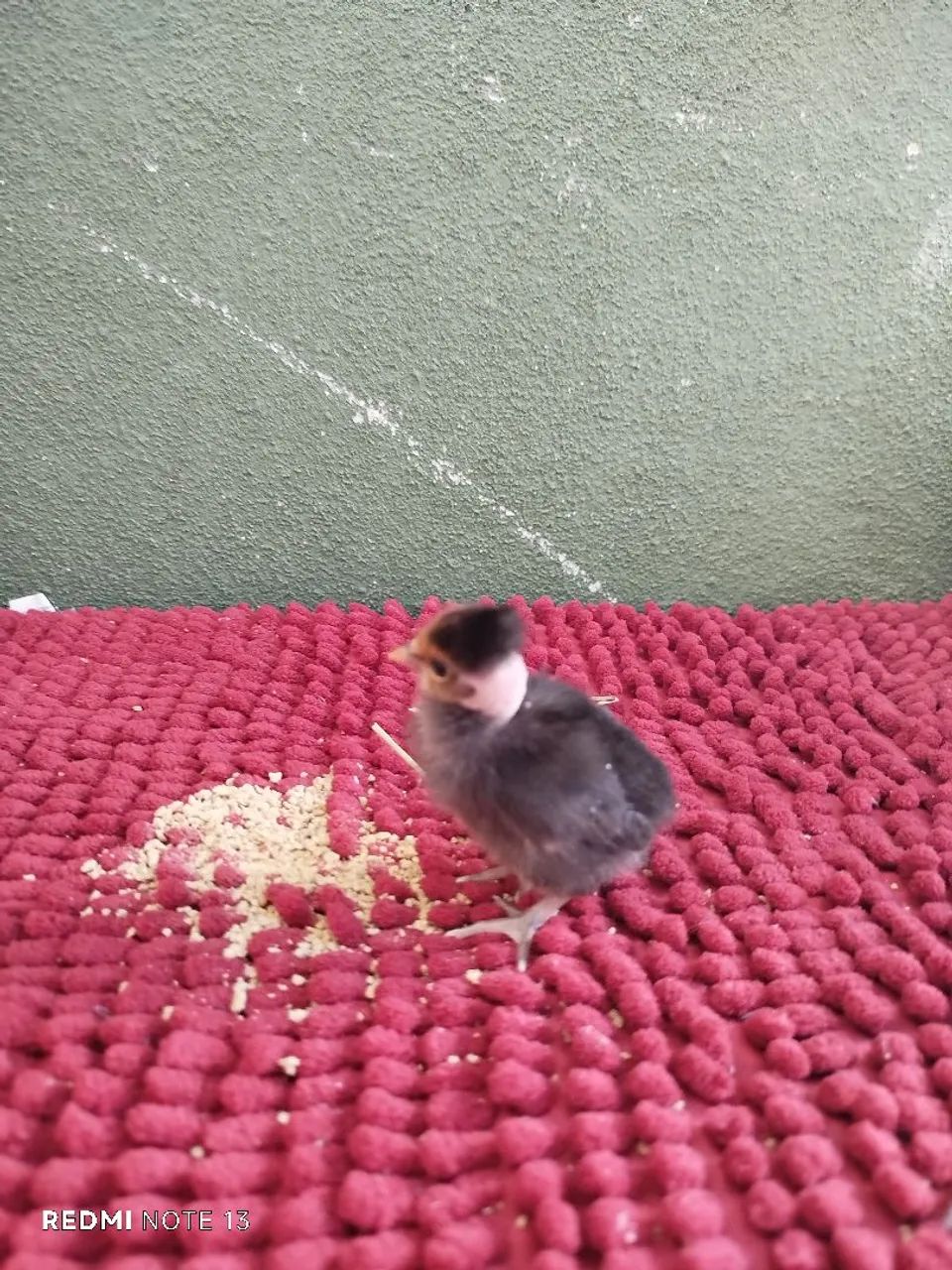 Pintinho de mini garnisé modelado 