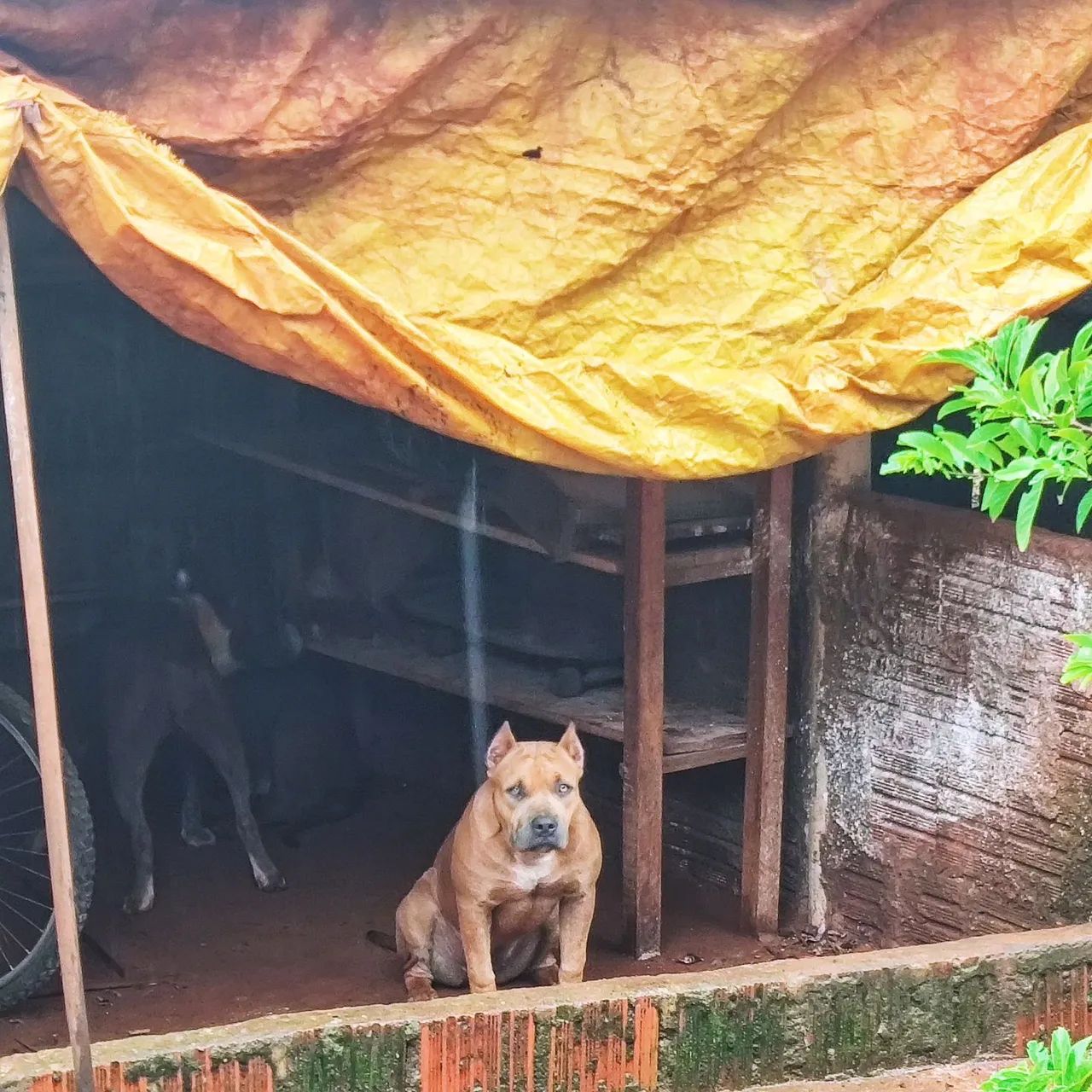 Filhote Pit Monster fêmea   - Foto 2