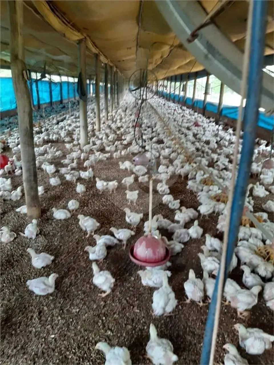 Chácara com 3 quartos à venda em Parque Jaraguá - SP - Foto 2