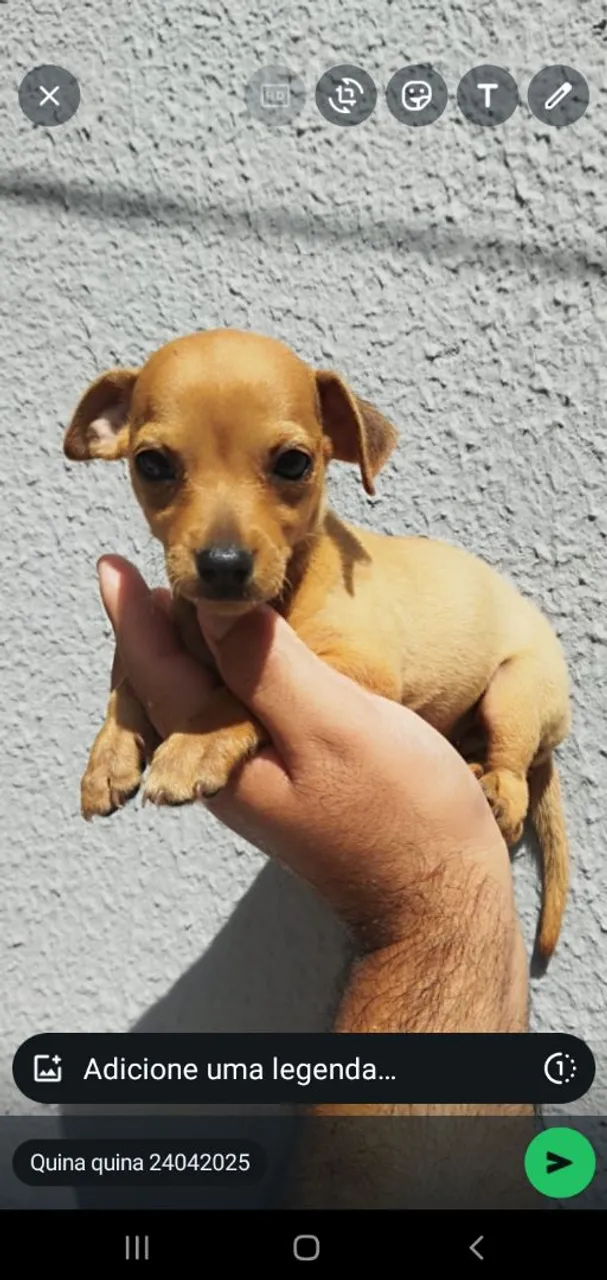 Cachorro