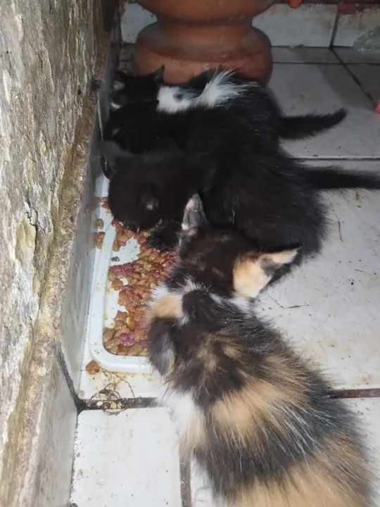Doando gatinhos já vermifugados  - Foto 2