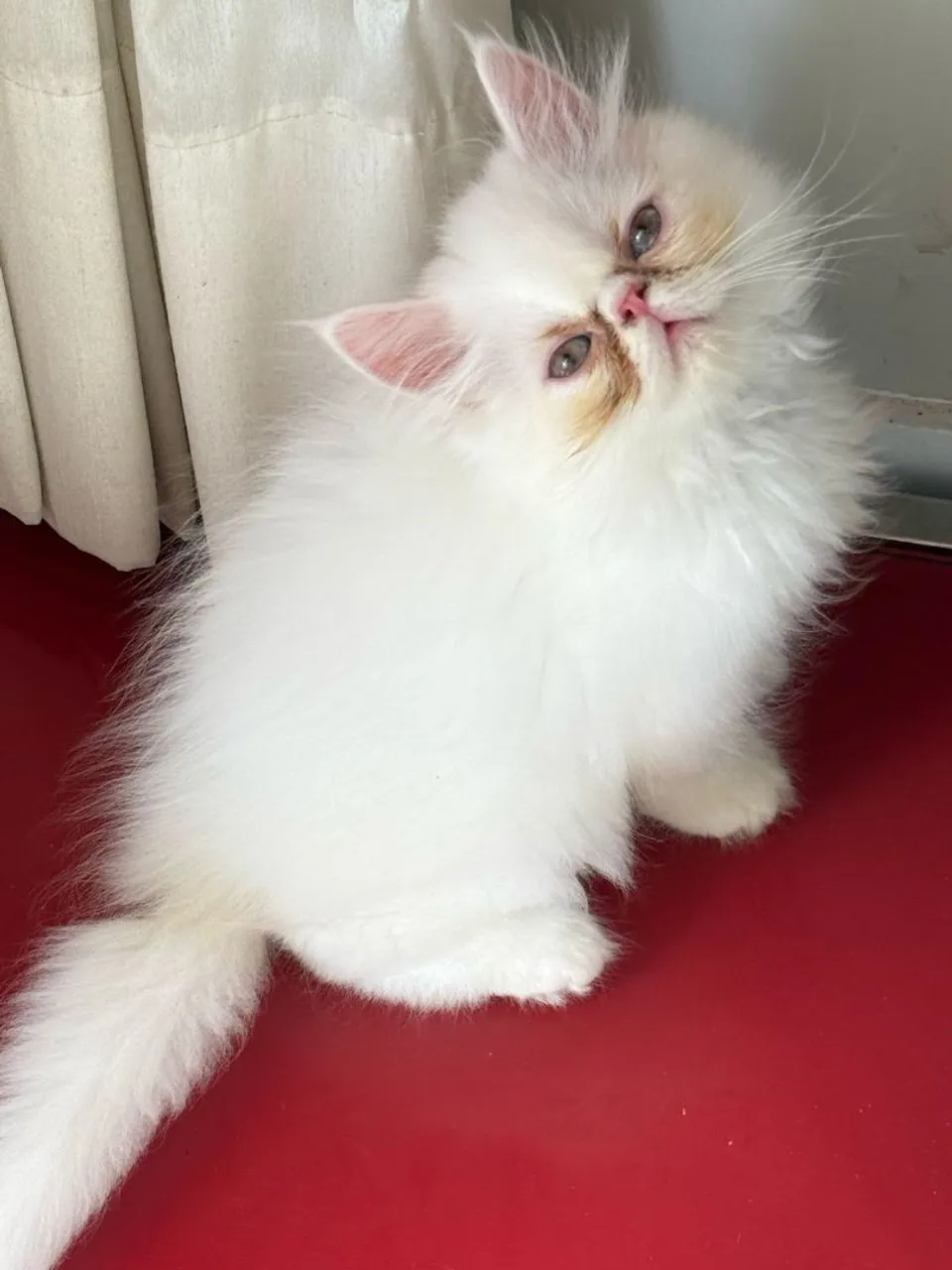 Filhote de Gato Persa Branco