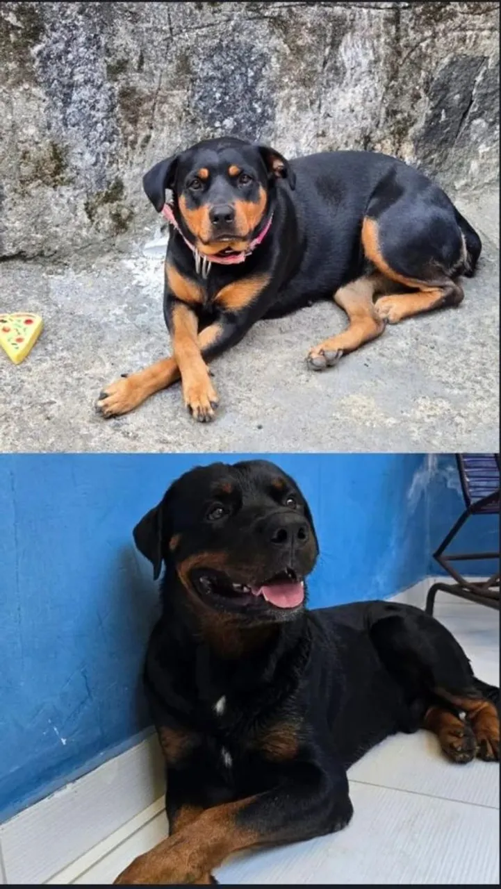 Vendo Filhote de Rottweiler 700 tem conversar...