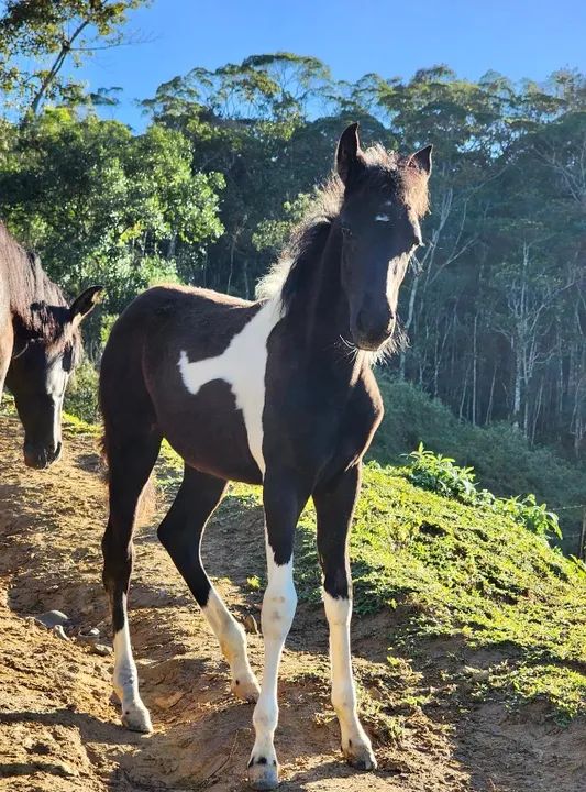 Super promoção de coberturas! Aproveite e garanta já a sua numa condição imperdível! - Foto 4