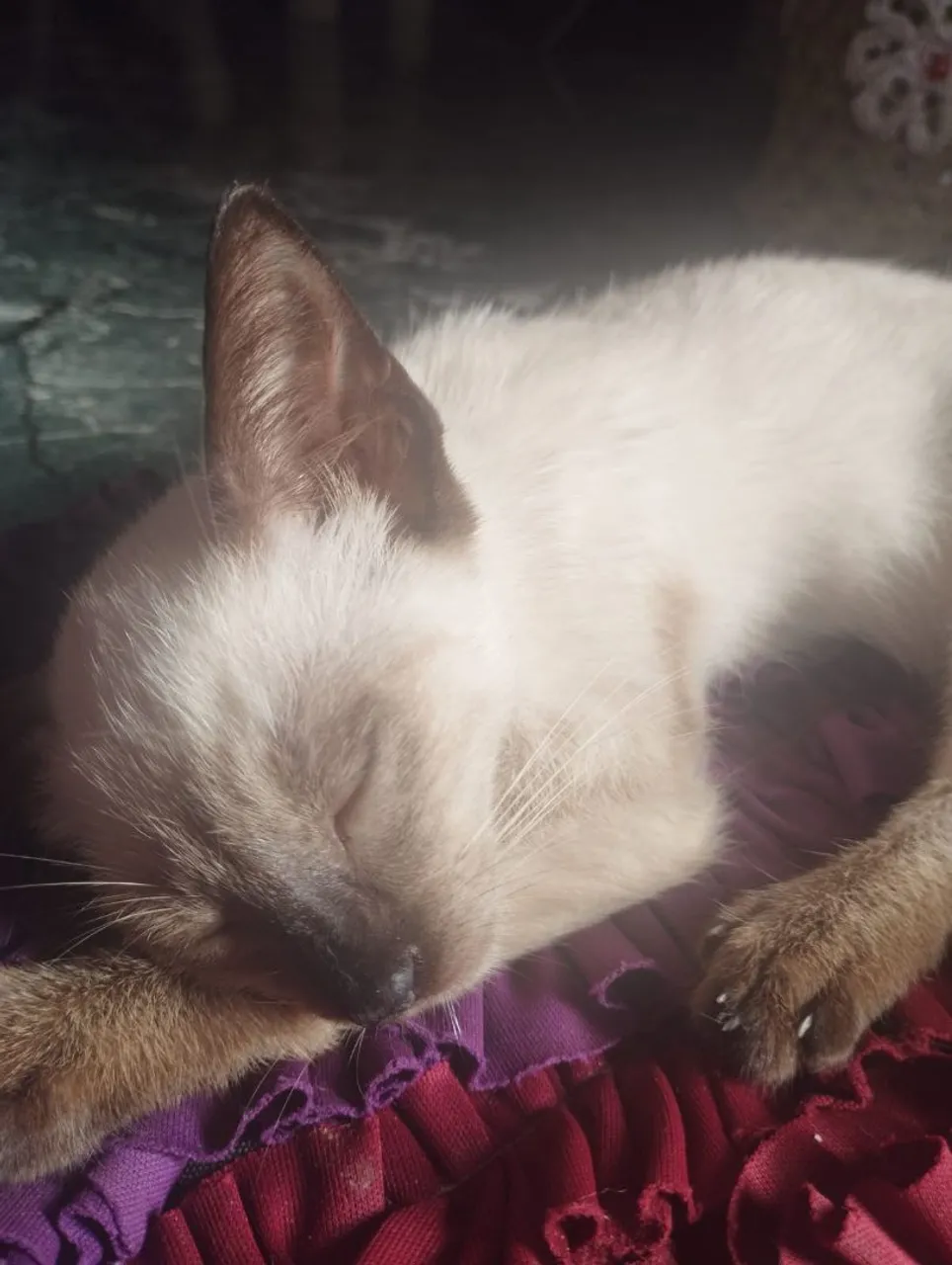 Gatinho adolescente siamês para adoção