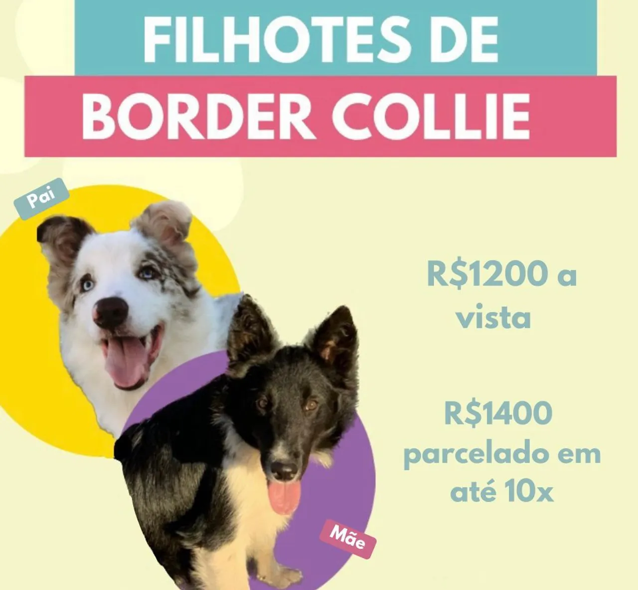 Filhotes de Border Collie