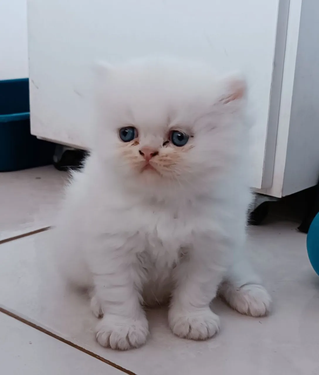 Lindos Gatinhos Persa Branco