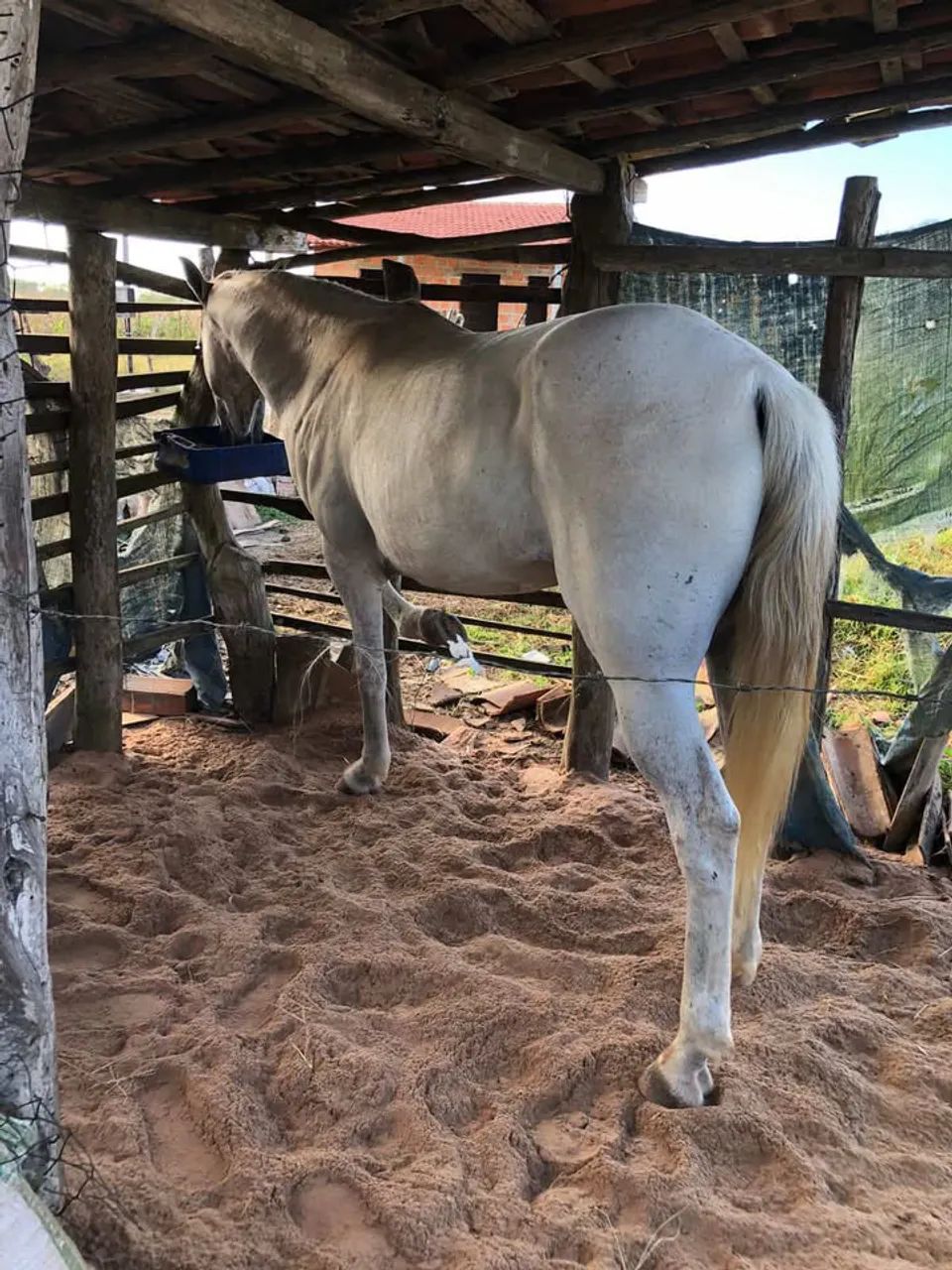 Egua mestiça de quarto de milha - Foto 2