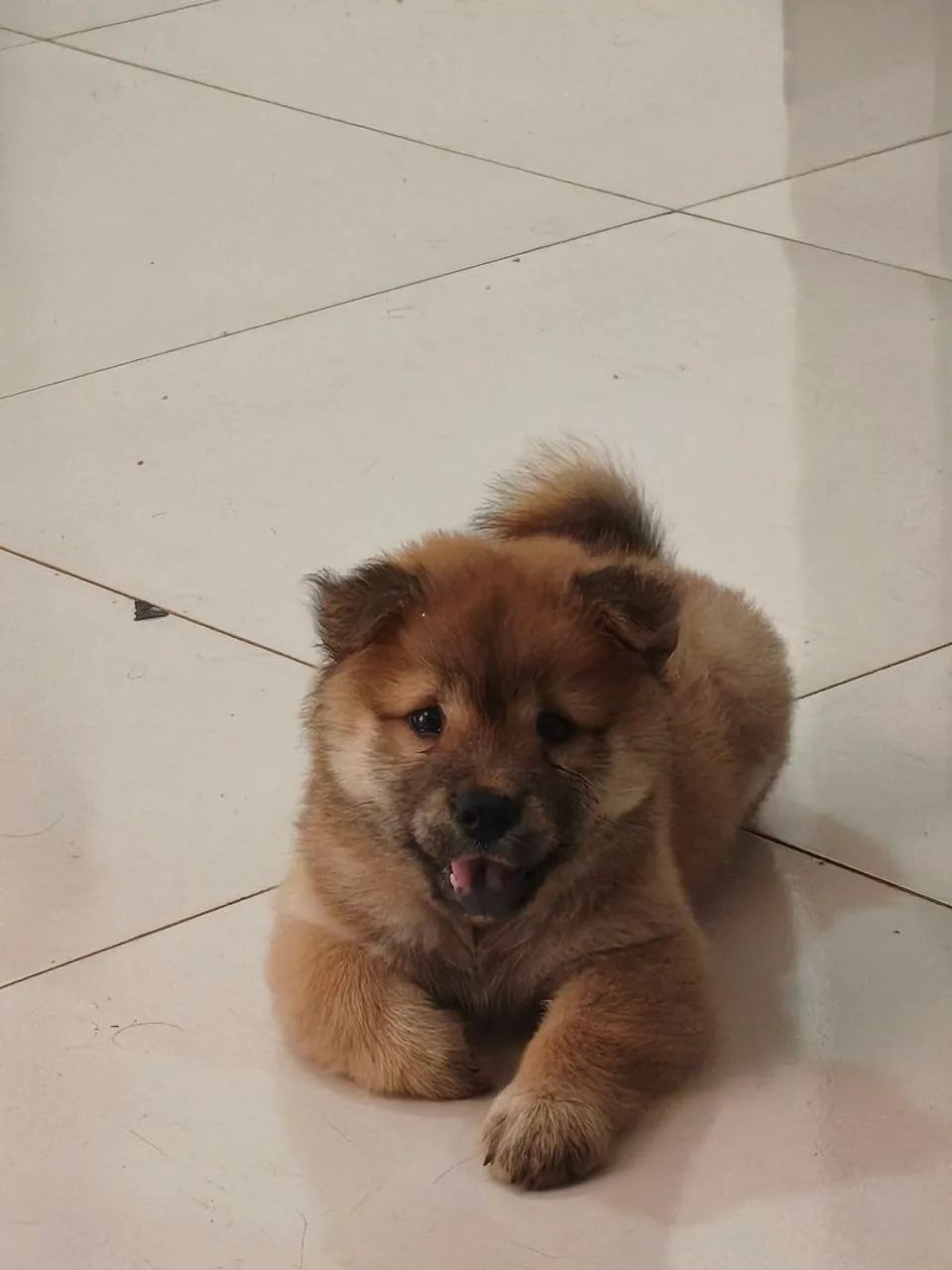 Chow Chow filhote  - Foto 4