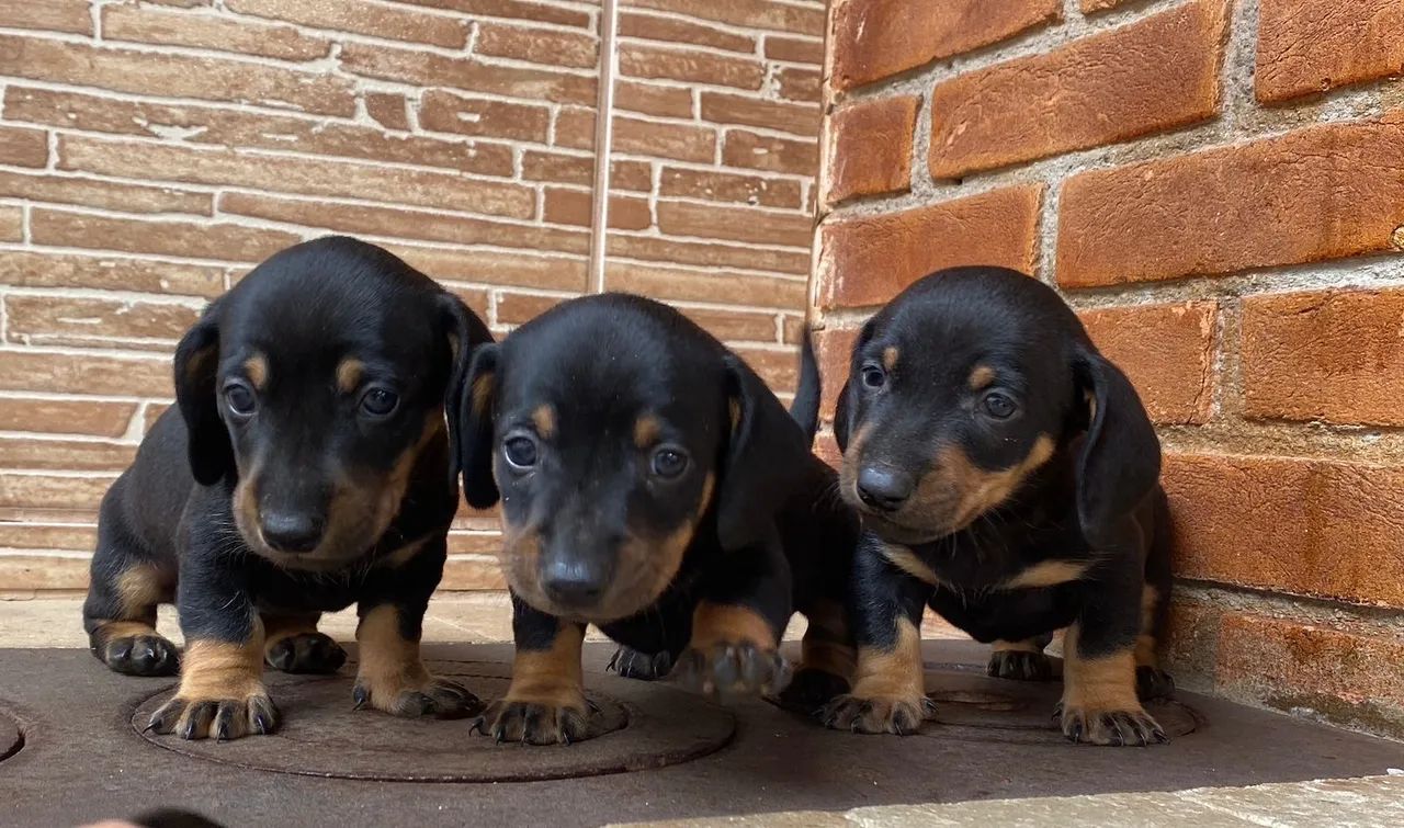 Dachshund (Teckel) - Lindos e Carinhosos!