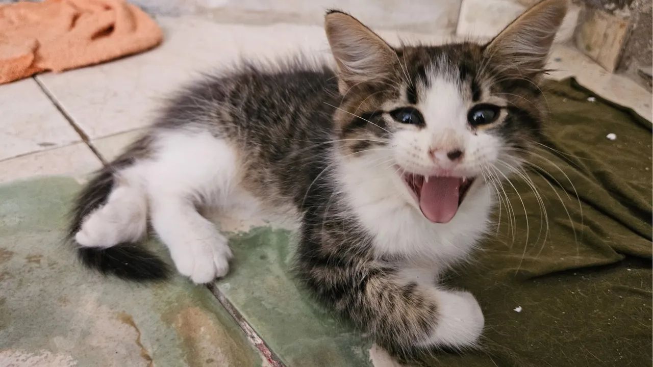 Gatinho macho  - Foto 4