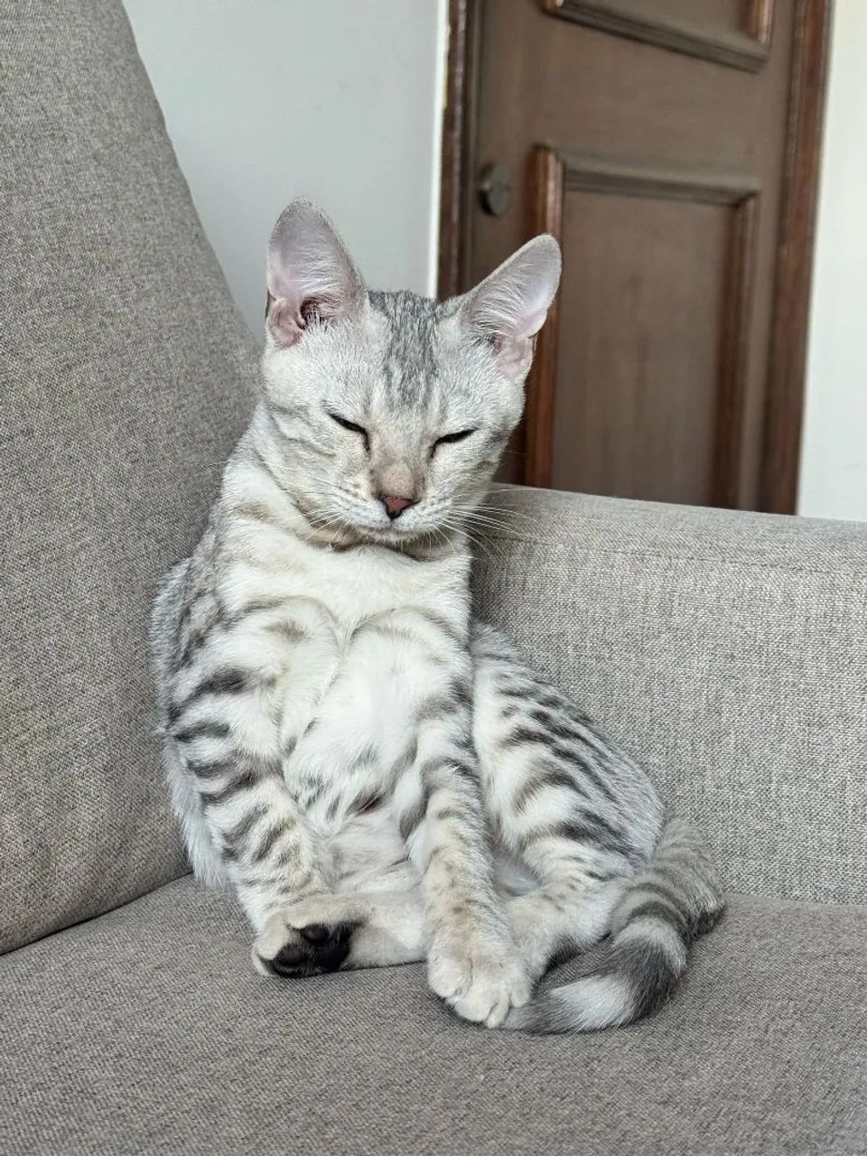 Dois Gatinhos Bengala - Lindos e Brincalhões - Foto 4