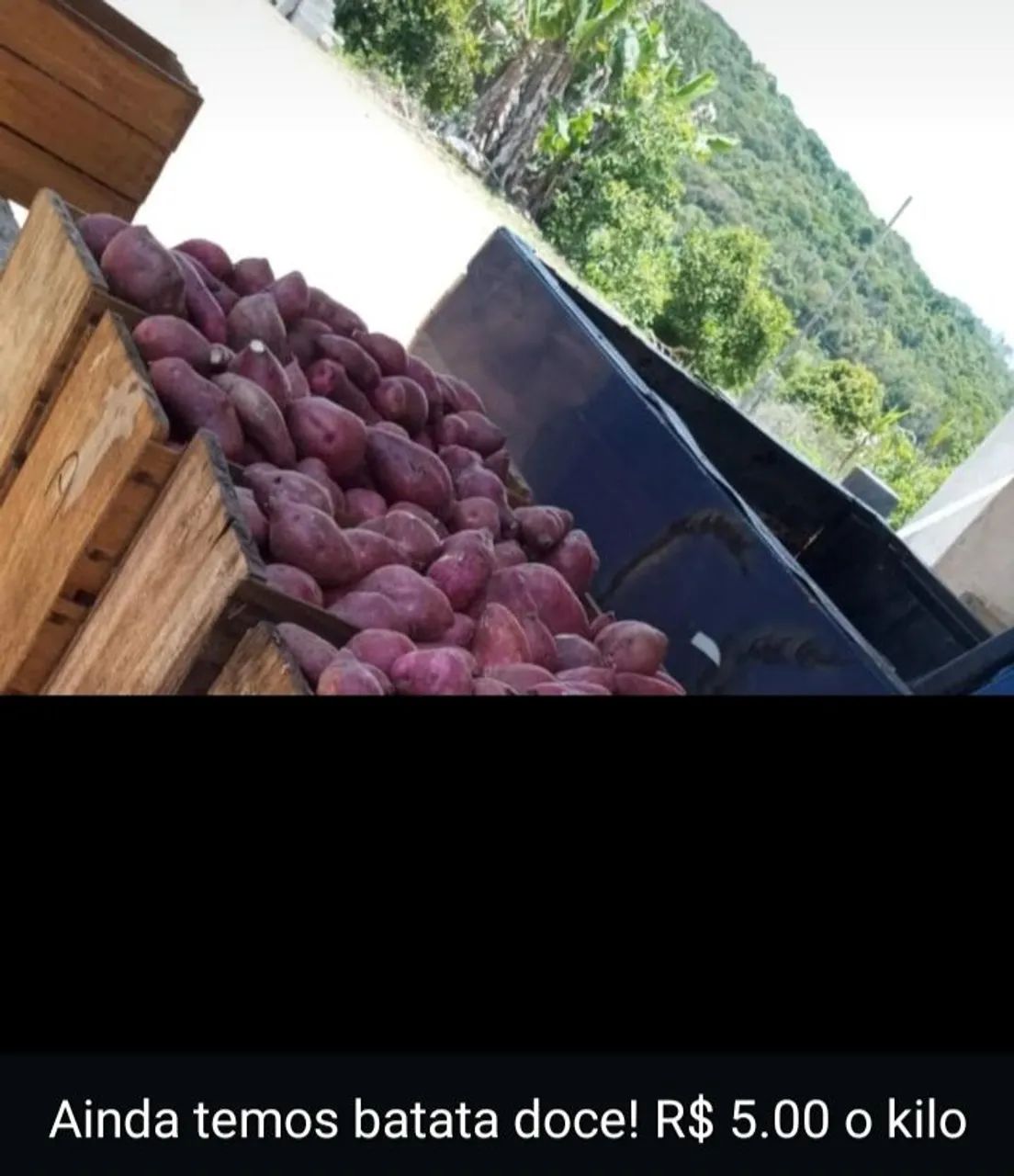 Batata doce Sem agrotóxicos em suzano