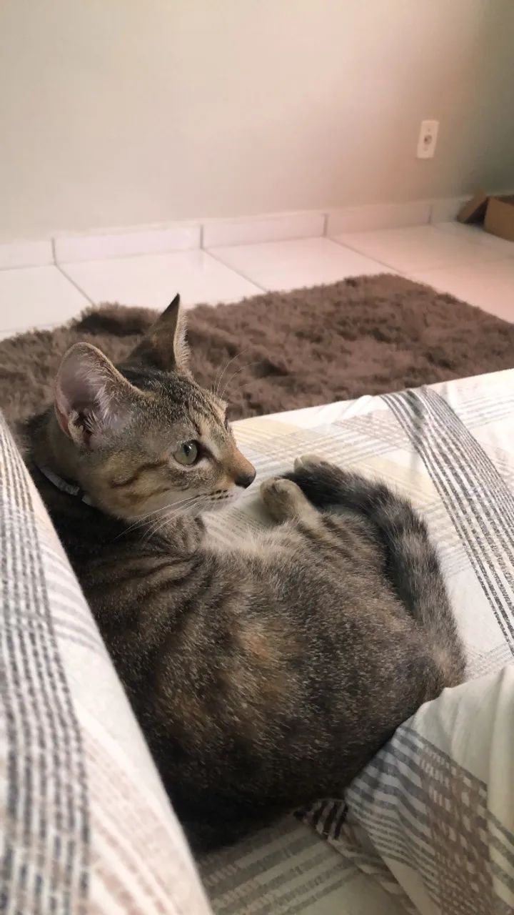 pet sitter (babá de animais) - Foto 2