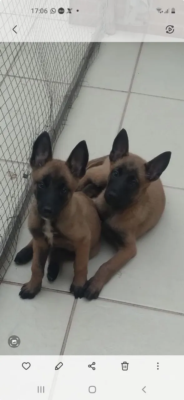 Pastor Belga de Malinois
