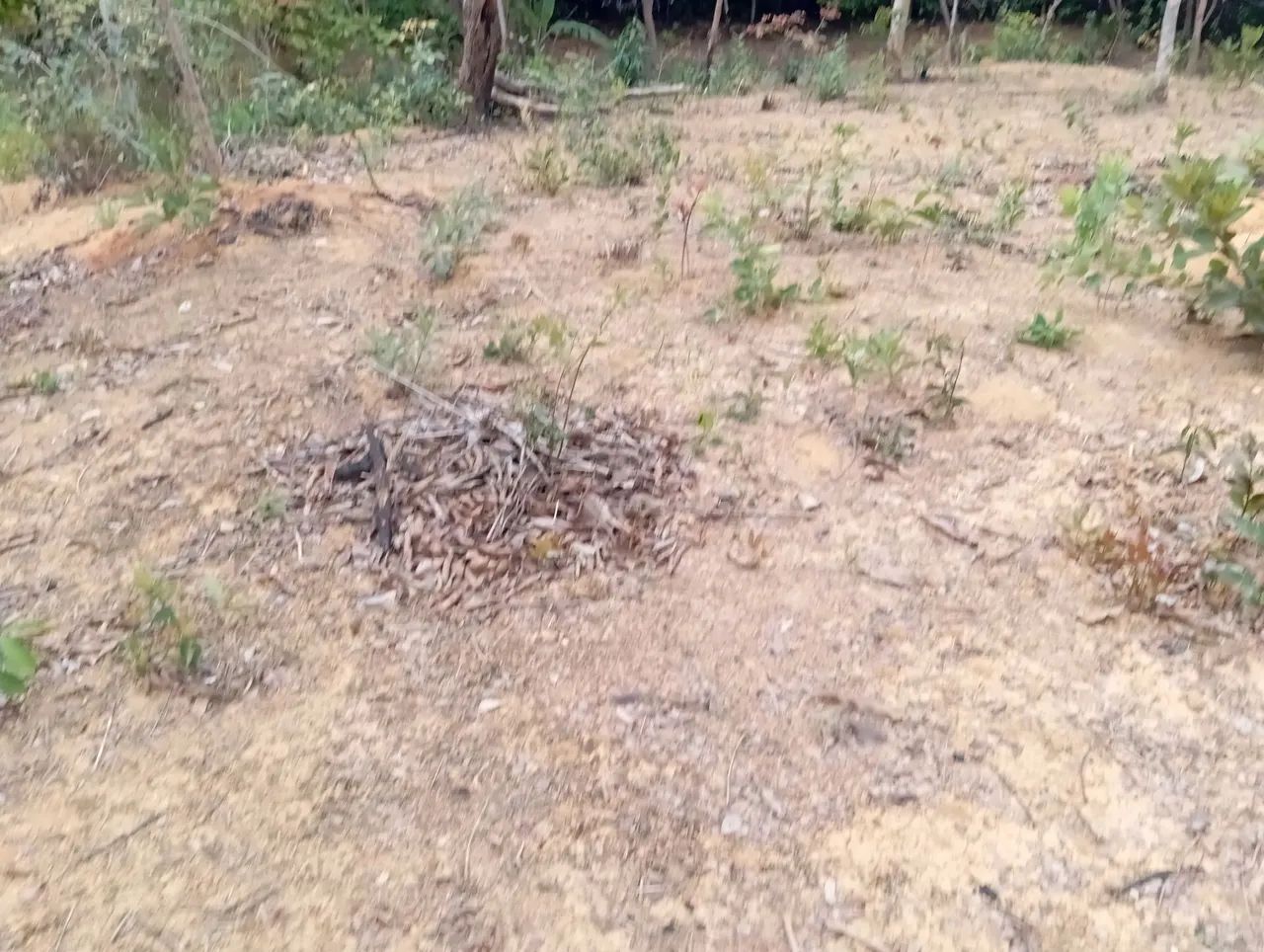 Chácara 10 min Parque Municipal,Aceita Imovel até 120 .000 e volta Diferença!!! - Foto 10