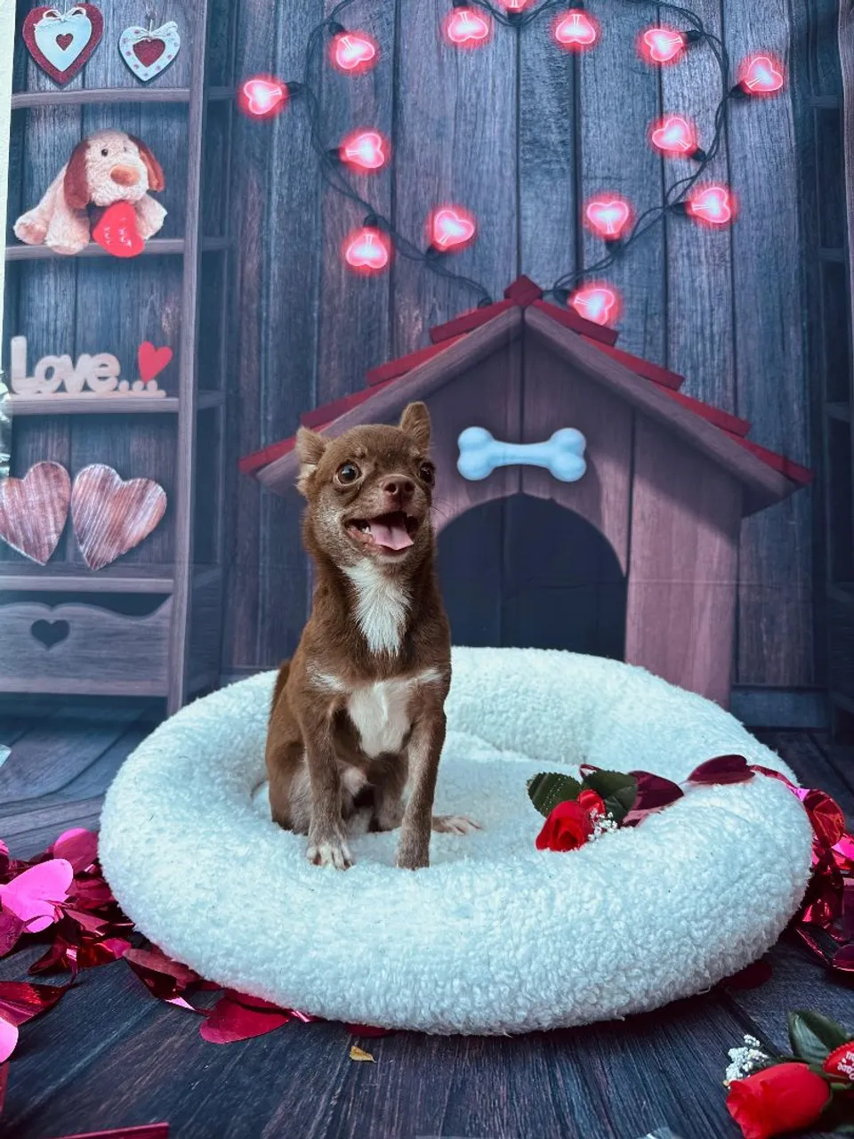 Filhote de Chihuahua Machinho Pelinho curto