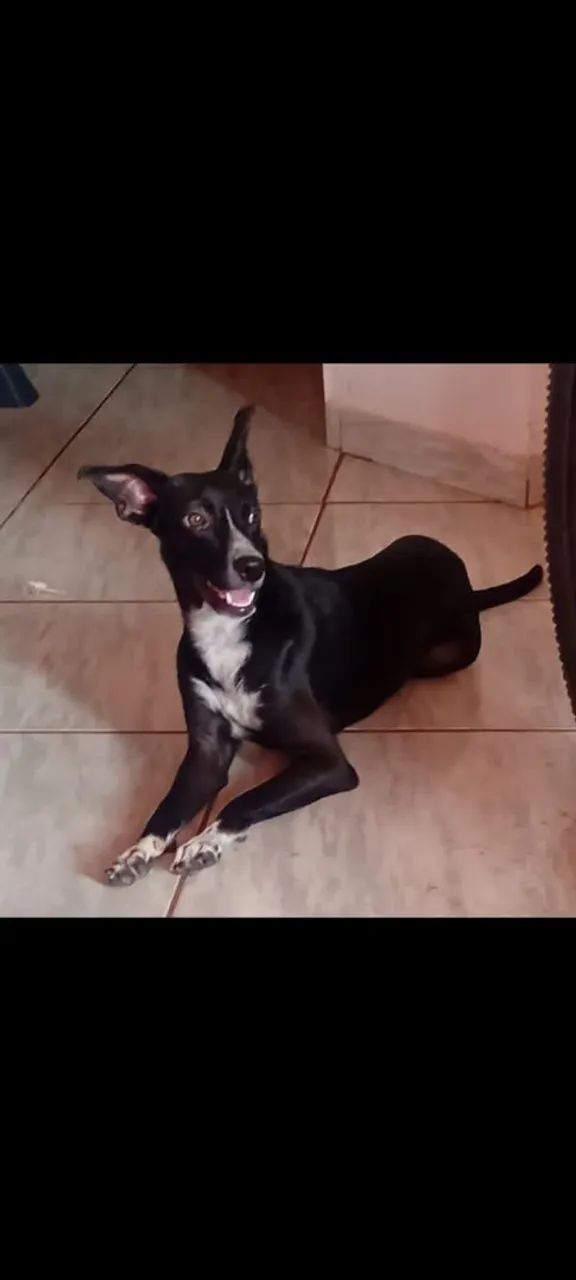 Cachorra border collie para adoção 