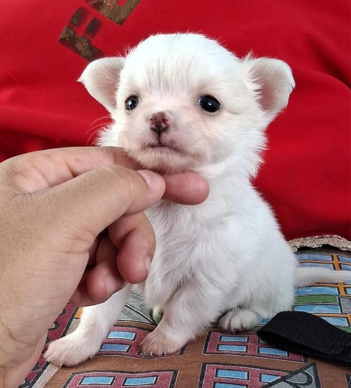 Chihuahua fêmea pelo longo
