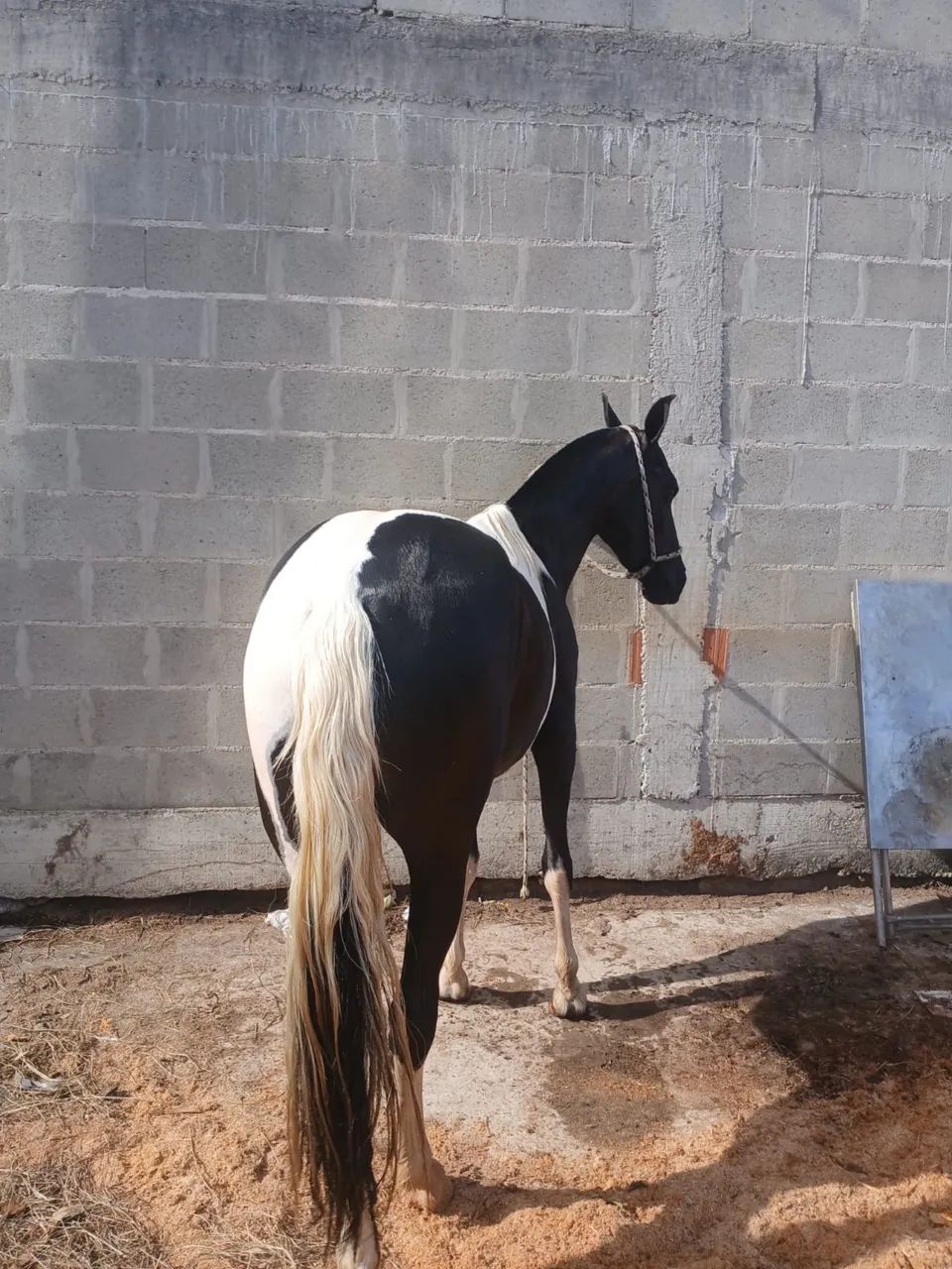 Potra 2 anos e3 meses  - Foto 5