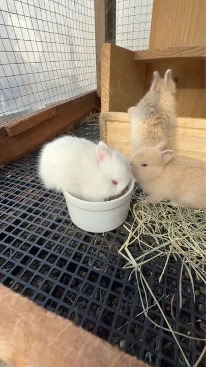 Coelho Anão Netherland darf branco filhote  - Foto 5