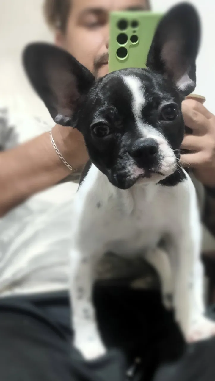 Bulldog 
