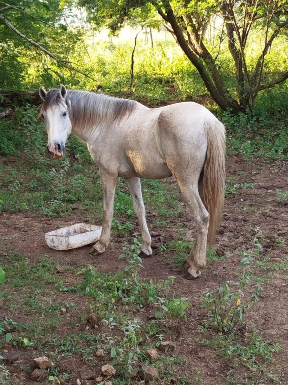 Cavalo