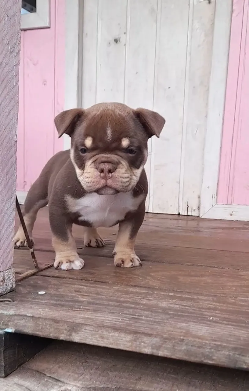 Filhote american bully chocolate com pedigre