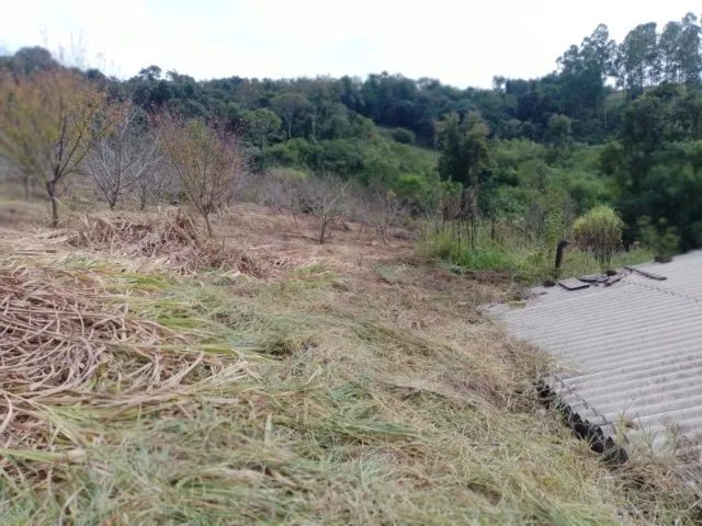 Sitio 6,4 Ha Palmitos - SC - Ao lado ponte rio Uruguay - Foto 10