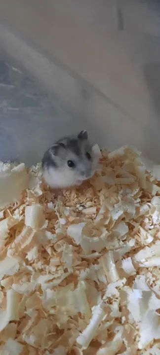 Hamster anão russo filhotes disponíveis  - Foto 2