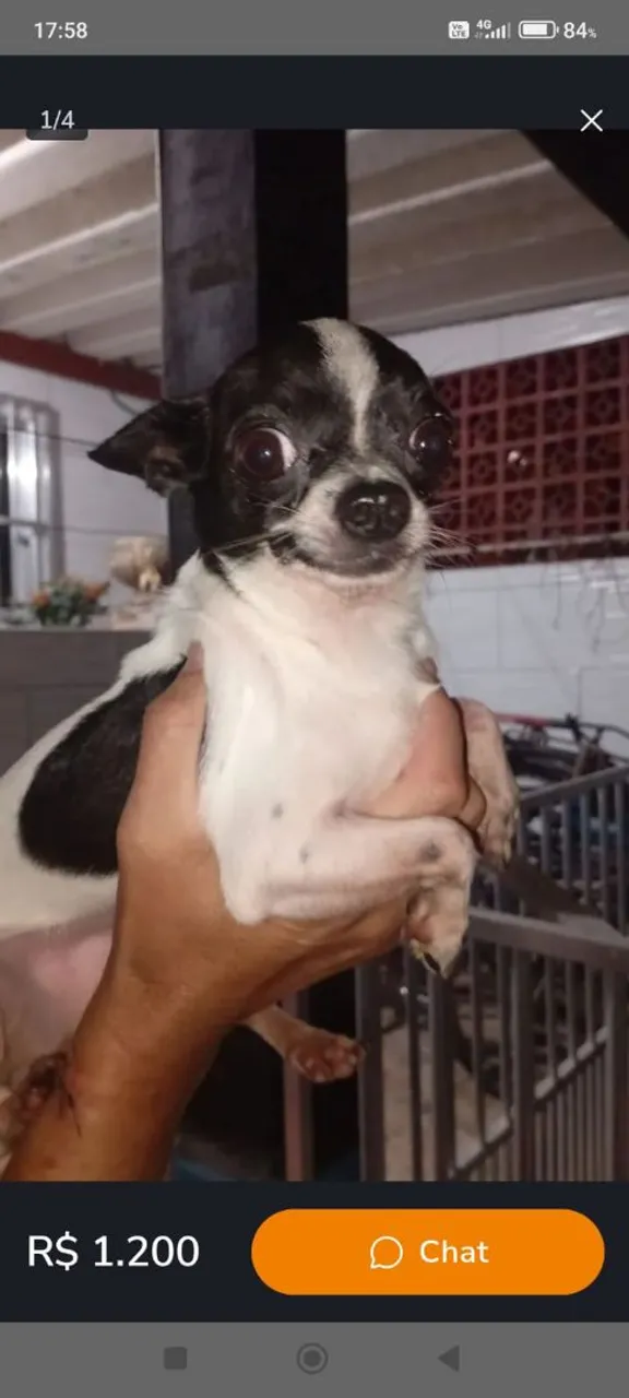 Chihuahua Filhote - Pelagem Exótica