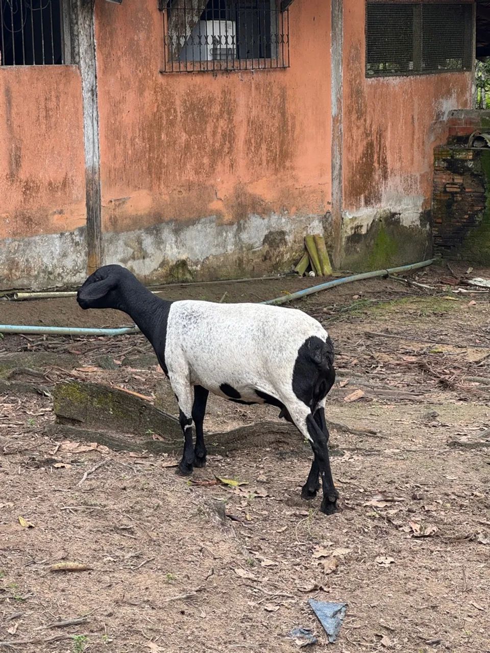 Fazenda à Venda no Porto Grande, Macapá:* - Foto 15