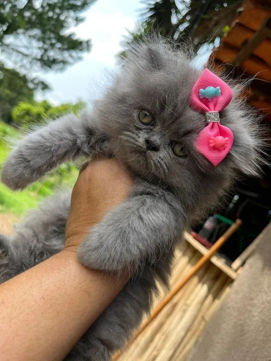 Persa Himalaia disponiveis  - Foto 2