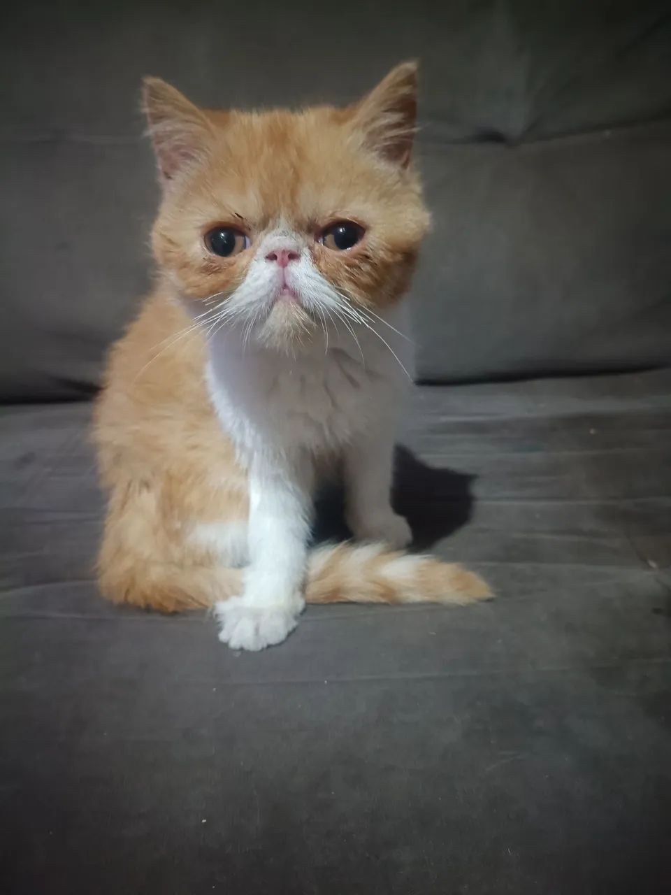 Filhote persa exótico. - Foto 3