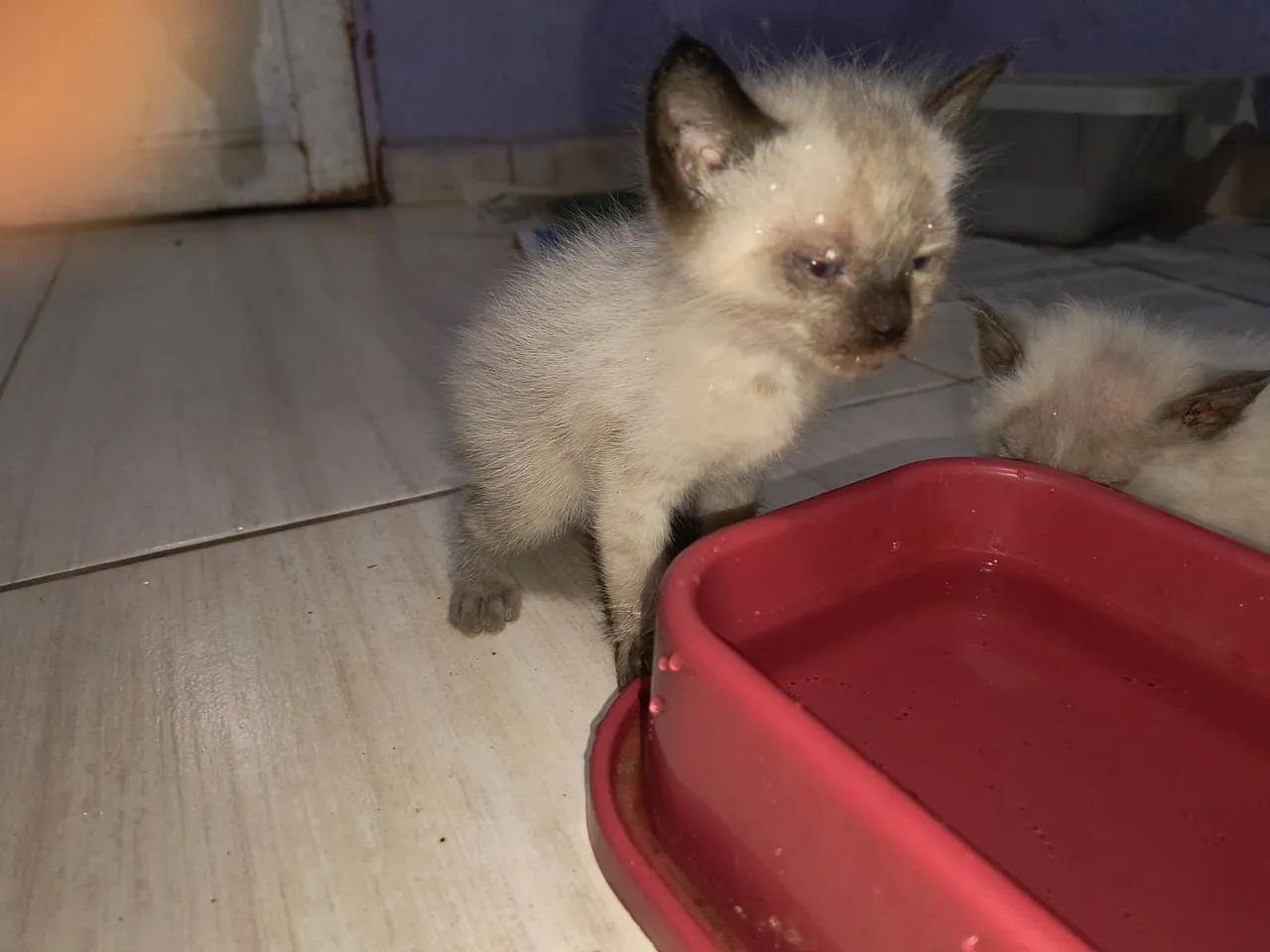 Gatinhos siamês puro - Foto 2