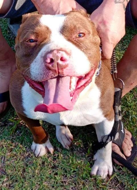 American bully  - Foto 2