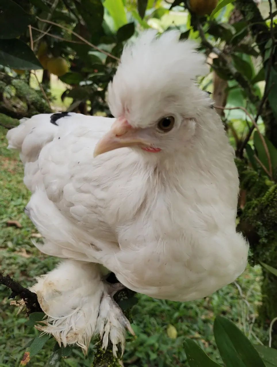 Galinha e galo 