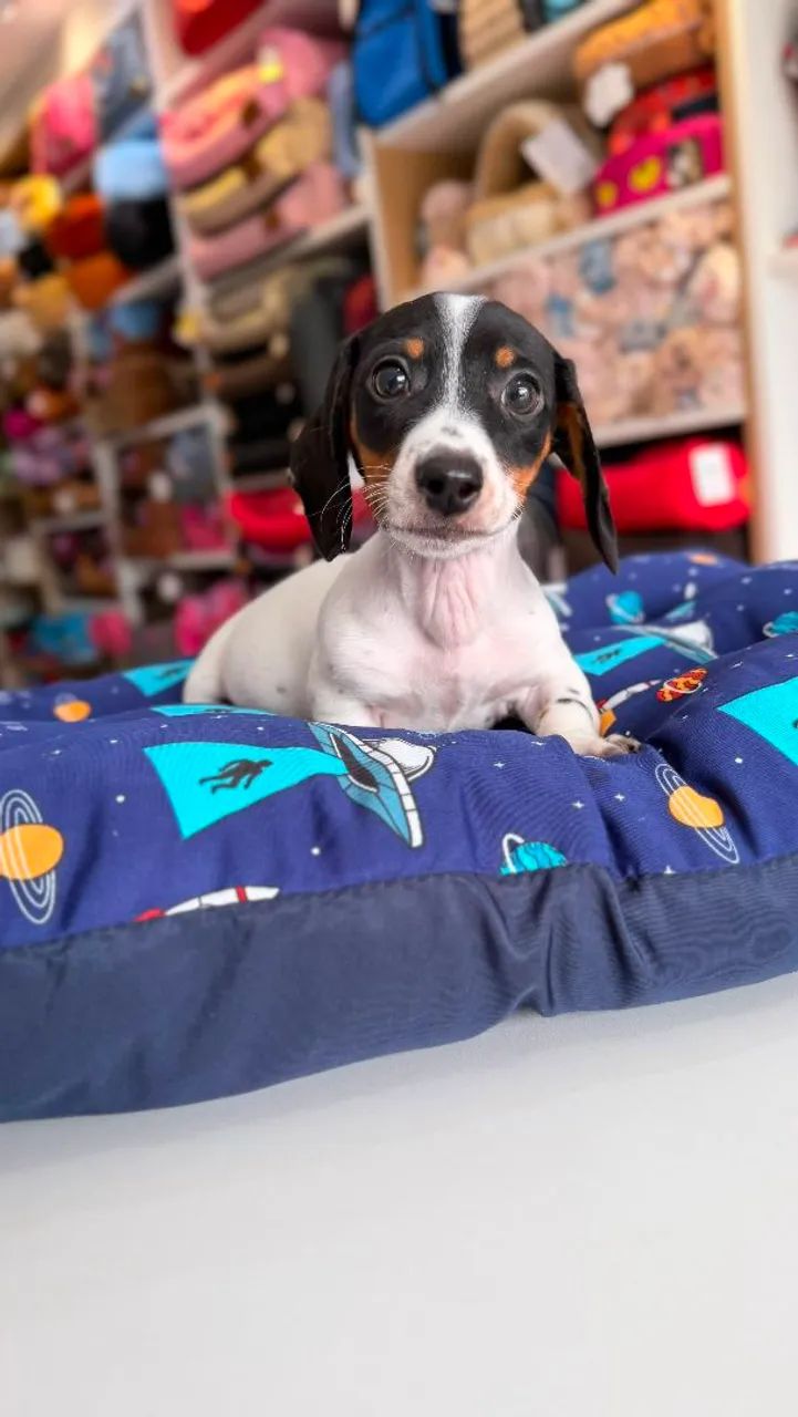 DASCHUND MINI MACHO  - Foto 2