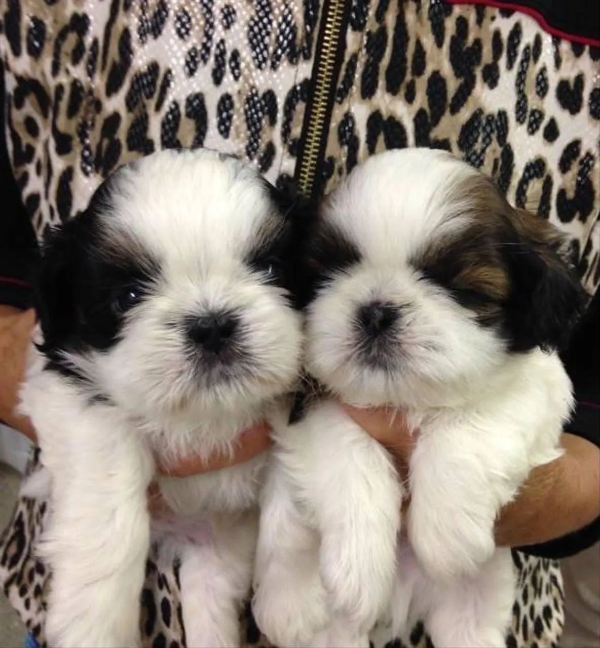 Shih tzu mini
