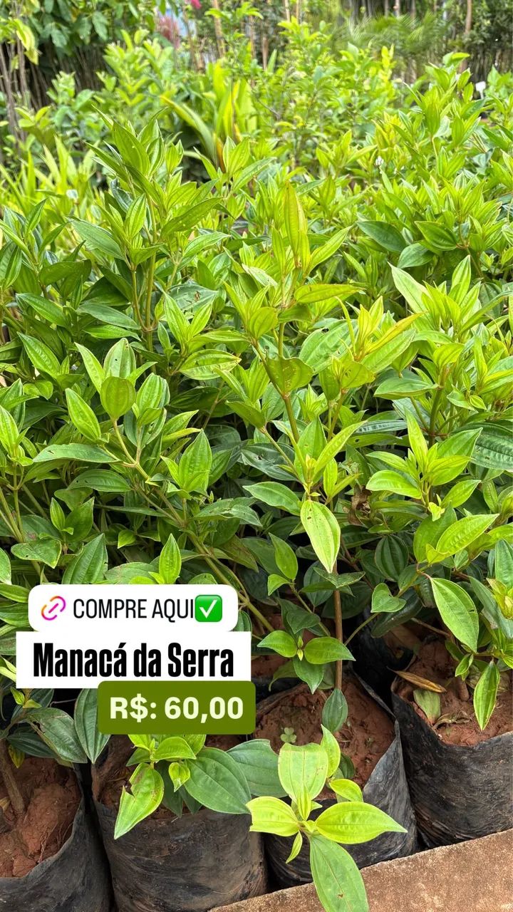 Muda de Manacá da Serra 