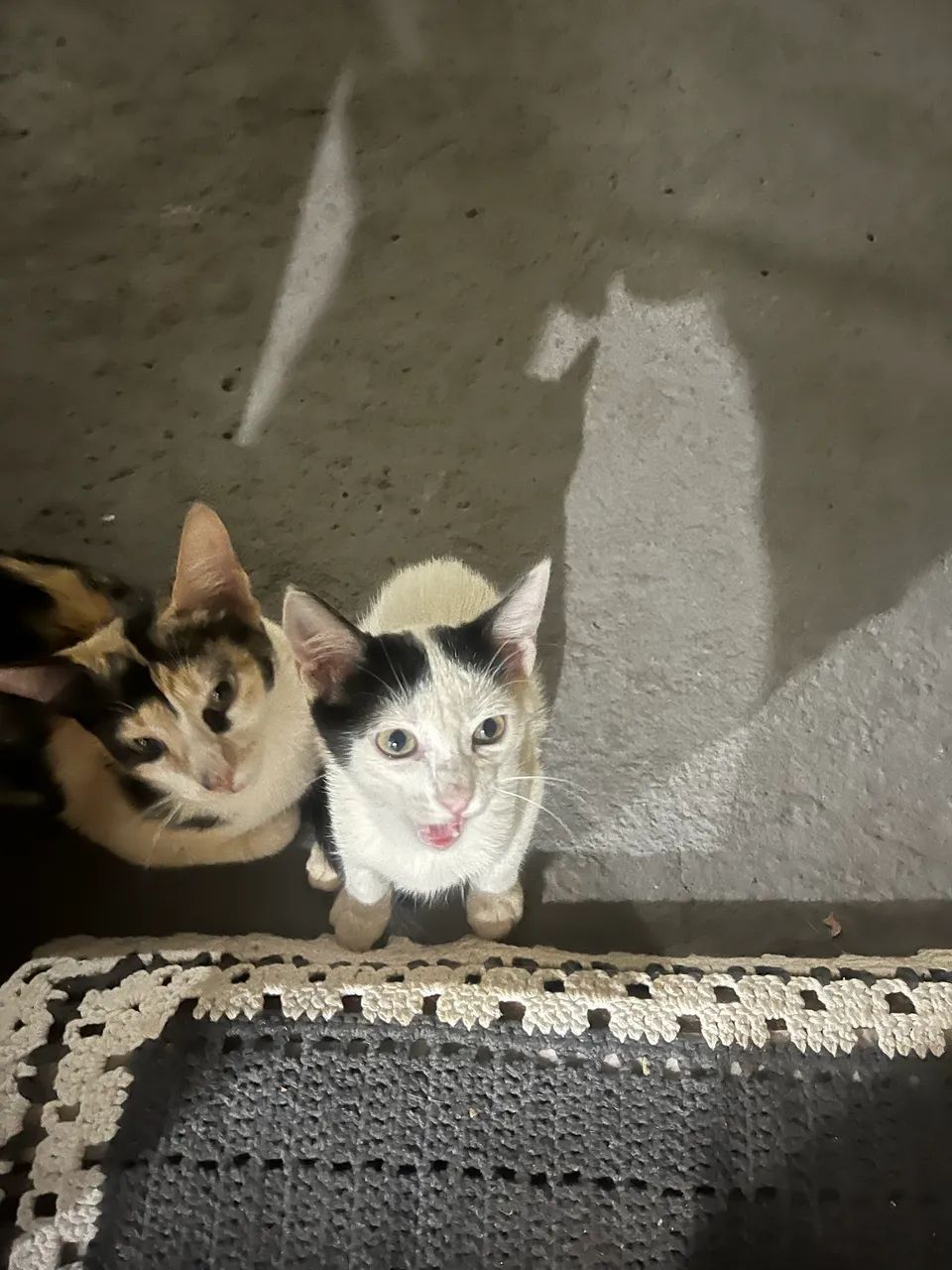 Adoção de gatinha - Foto 4