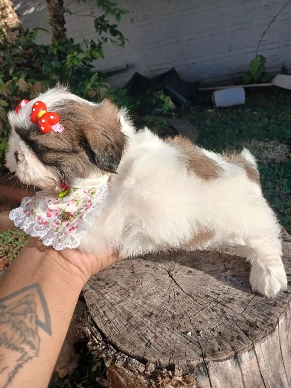 SHIH TZU Fêmea  - Foto 5