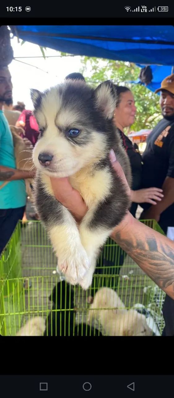 Cachorro 