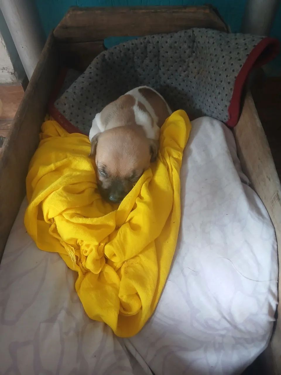 doação de pet - Foto 3