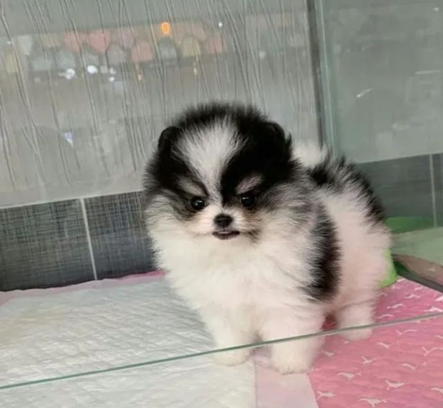 Lulu Que Chega E Muda O Clima Da Casa