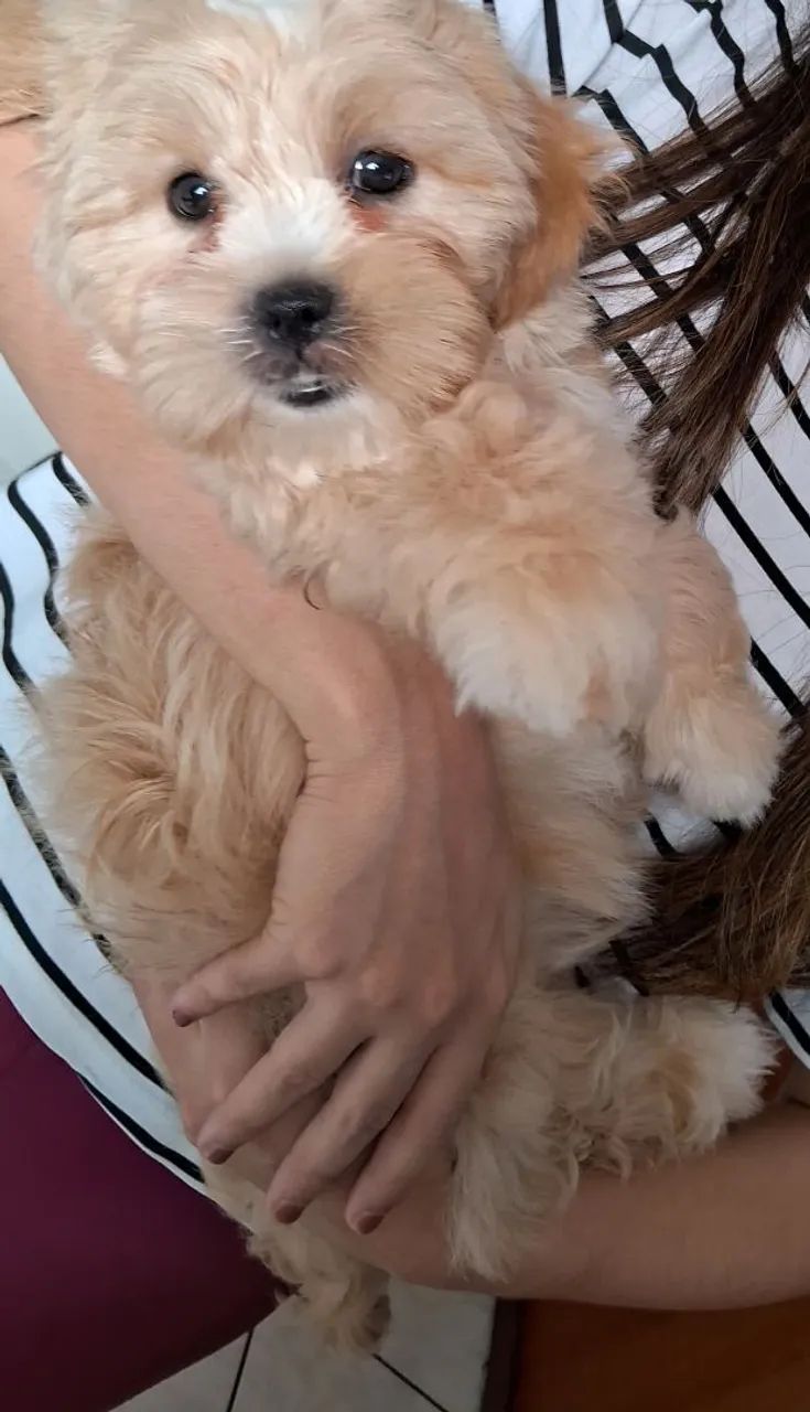 Lhasa Apso - Foto 4